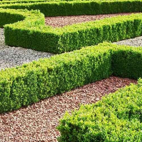 Саджанець самшита 30-40 см (2097046478)