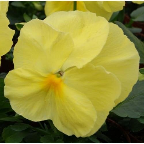 Семена цветов Виола Cello Lemon Yellow Hem Genetics 50 шт. (BN09600-3)