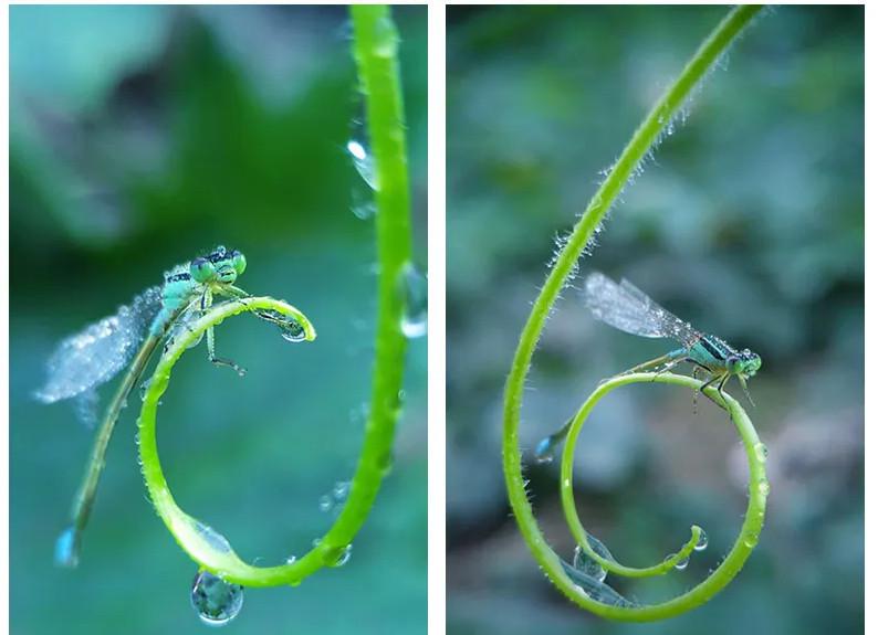 Макрообъектив для телефона профессиональный Kase Master Macro cp 75 мм (2337737036) - фото 5 Макрообъектив для телефона профессиональный Kase Master Macro cp 75 мм (2337737036) - фото 5