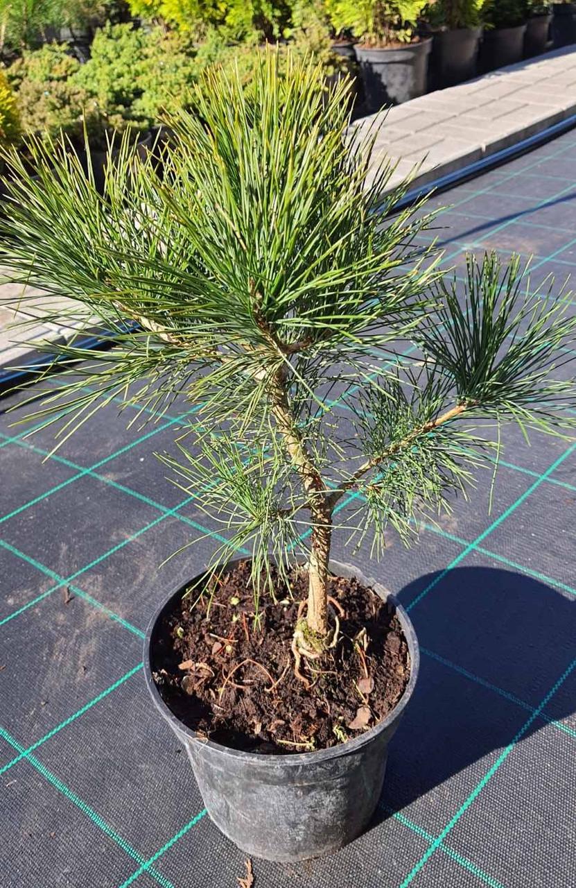 Сосна румелійська Pinus peuce саджанець у горщику 3 л