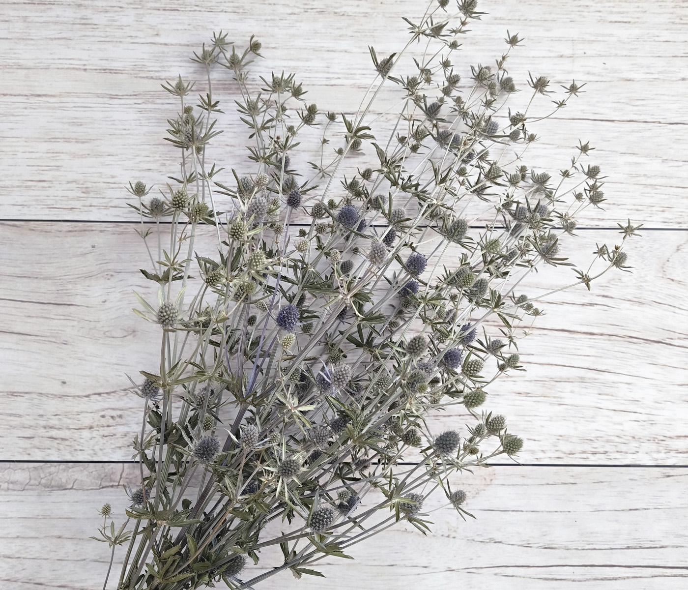 Сухоцвіт синьоголовник 5-7 гілочок (2674983172)