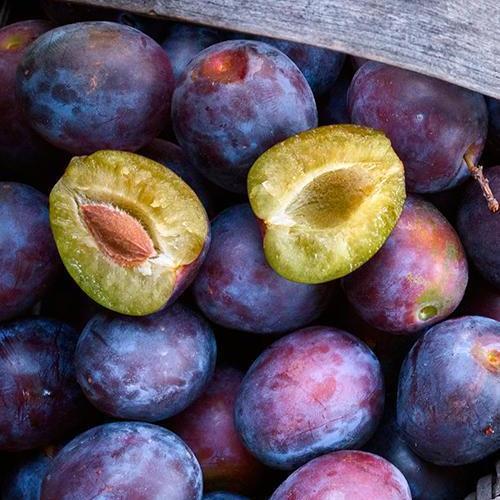 Сажанец Слива Анна Шпет осенний сорт поздний срок созревания (35792)