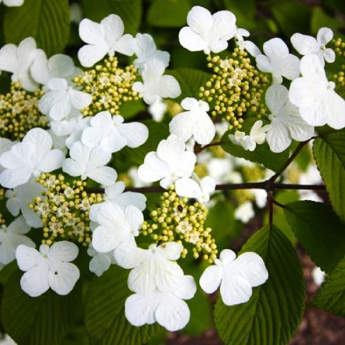 Калина Florium Plicatum Cascade (12051)