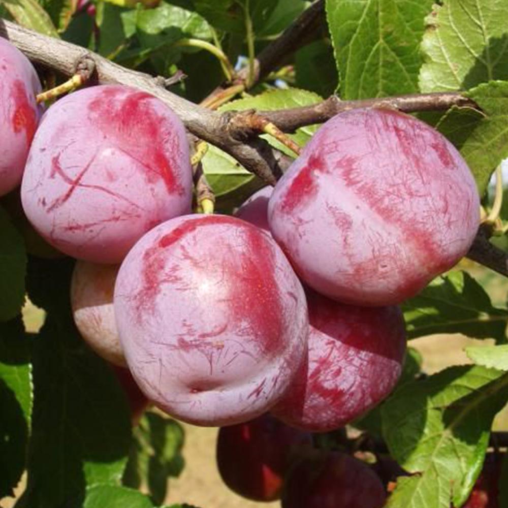 Саженец сливы Ренклод Альтана 2 летний (14965911)