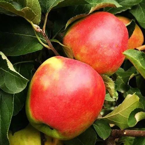 Саженцы яблони Канзи привит 2-летний (3650)