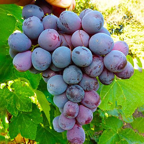 Виноград Florium Блэк Глоуб привитый (16504)