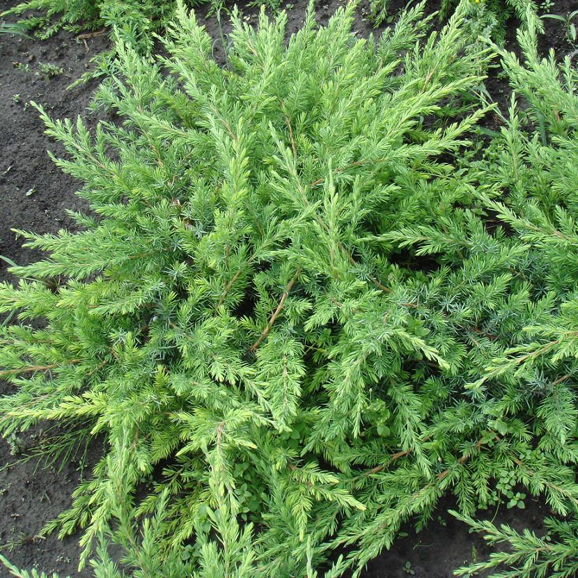 Саженец можжевельника прибрежного Juniperus conferta Schlager Р9 (645153030) - фото 3 Саженец можжевельника прибрежного Juniperus conferta Schlager Р9 (645153030) - фото 3