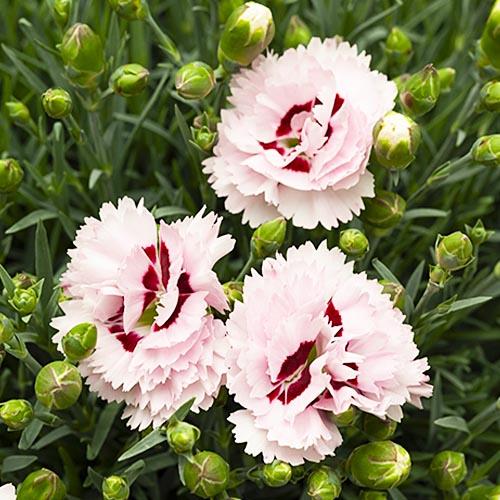 Гвоздика Florium Ine (5847)