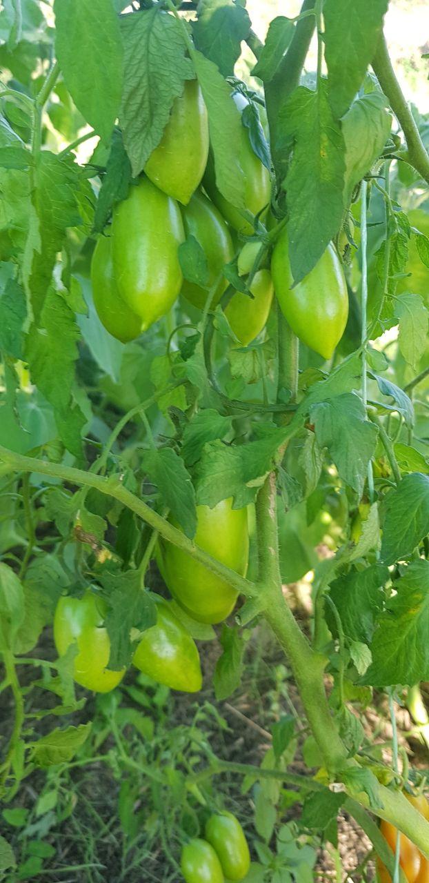 Семена помидоров Ниагара 30 шт. (2976572566)