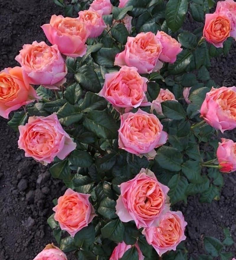 Роза Velet Vuvuzela Classic Чайно-гибридная в контейнере (2669429332) - фото 6