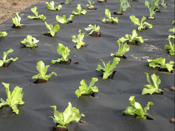 Агроволокно для мульчування Shadow 60 г/м² 1,07х100 м Чорний (iz16385) - фото 2 Агроволокно для мульчування Shadow 60 г/м² 1,07х100 м Чорний (iz16385) - фото 2