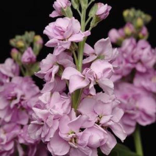Семена цветов Левкой KATZ LIGHT LAVENDER PanAmerican 250 шт. (BN01533-2)