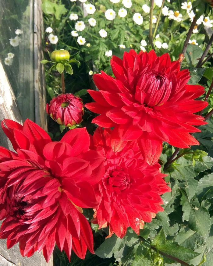 Георгина бордюрная Garden Wonder 1 шт. (38290791)