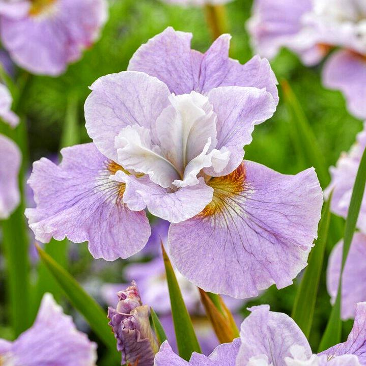 Ирис сибирский Sibirica Dawn Waltz 3 шт. (38295654)