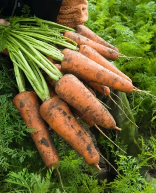 Насіння Морква Cardiff F1 ТД Гекса-Україна 100 000 шт. 1,8-2,0 мм) мм 01-17-095 (IR01065) Насіння Морква Cardiff F1 ТД Гекса-Україна 100 000 шт. 1,8-2,0 мм) мм 01-17-095 (IR01065)