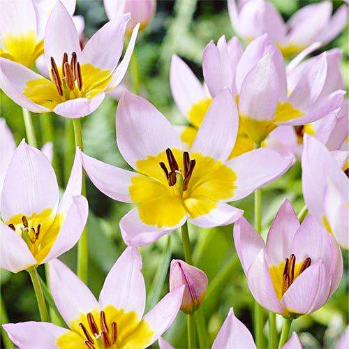 Тюльпан Florium Saxatilis (11143)