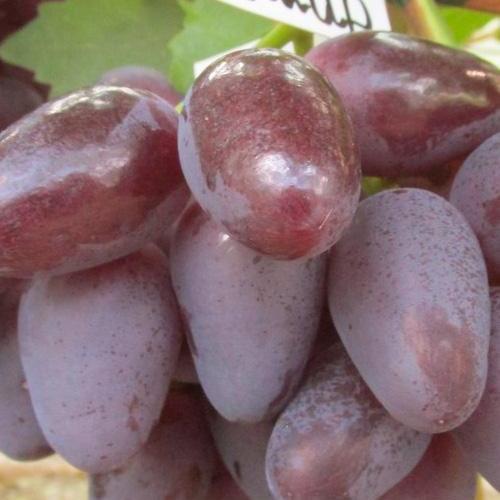 Сажанец Виноград Эмир вес грозди до 2000 г ягода крупная сладкая (61656)
