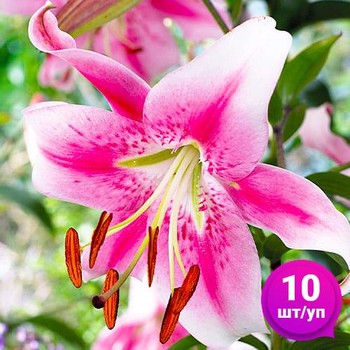 Лілія Florium Anastasia 10 шт. (18547) - фото 5 Лілія Florium Anastasia 10 шт. (18547) - фото 5