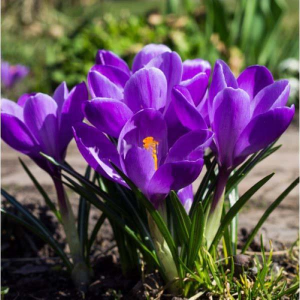 Крокус крупноцветковый Флауэр Рекорд Flower Record 9 шт. (38282787)