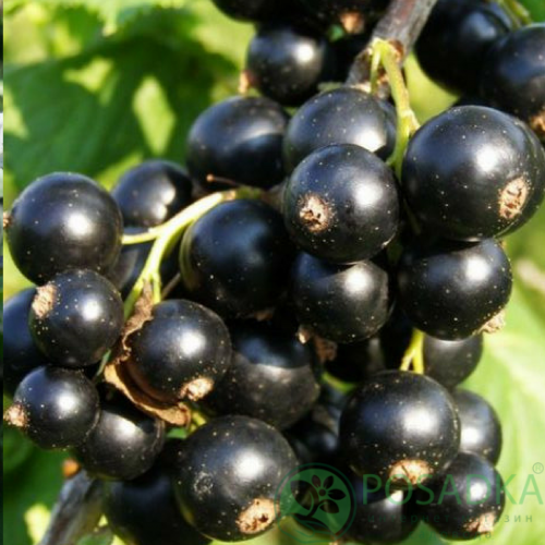 Саджанець чорної смородини Багіра (12502093)