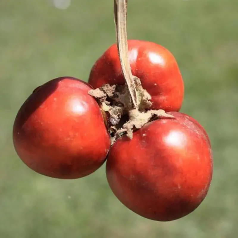 Семена кокона топиро Solanum sessiliflorum 5 шт. Красный (2178707134)