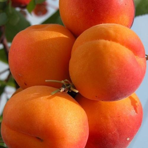 Саджанець Абрикос Меджик Кіт літній сорт ранній термін дозрівання (71827)