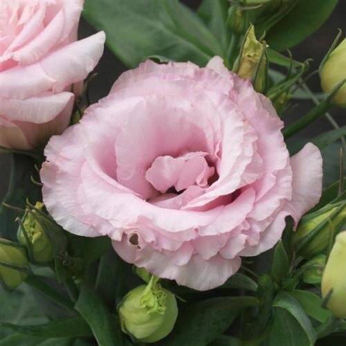 Семена цветов Эустома Лизитантус Julietta F1 Pink Takii 250 шт. (BN11674-2)