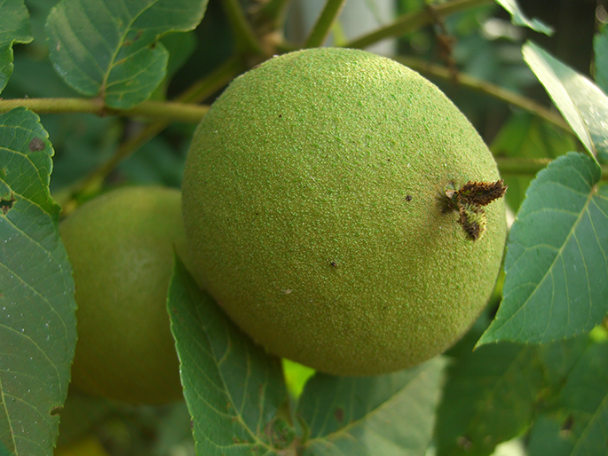 Орех черный Juglans nigra 1 шт. (38277592)