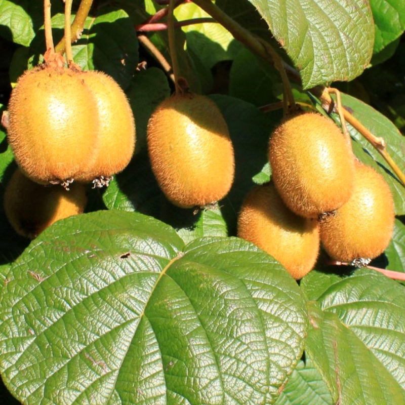 Саженец киви Дженни трехлетний самоопыляющийся средний (1372883005) - фото 2