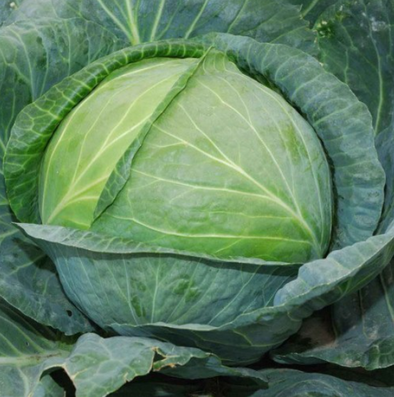 Насіння Капуста білокачанна Марконі F1 Syngenta ТД Гекса-Україна 4983 2500 шт. (IR002598)