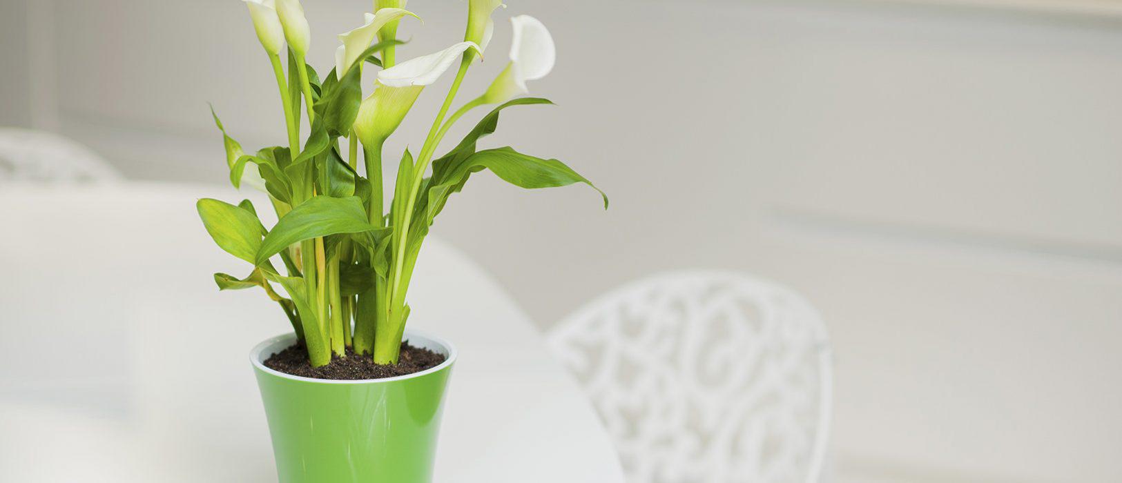 Горшок для цветов ARTE 0,6 л Зеленый/Золотой/Белый - фото 4 Горшок для цветов ARTE 0,6 л Зеленый/Золотой/Белый - фото 4