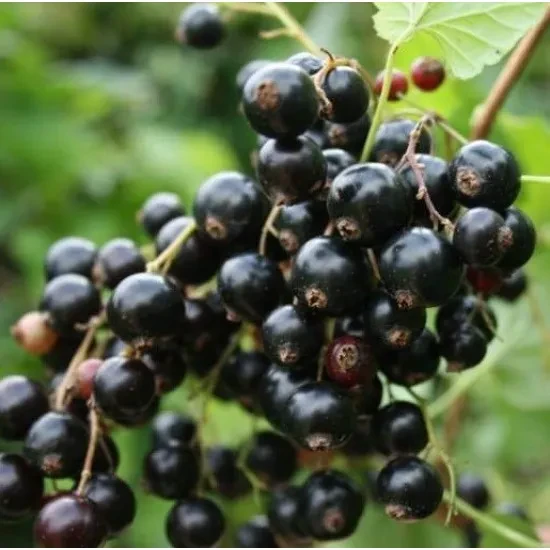 Саджанець чорної смородини Біг Бен (2090654255)