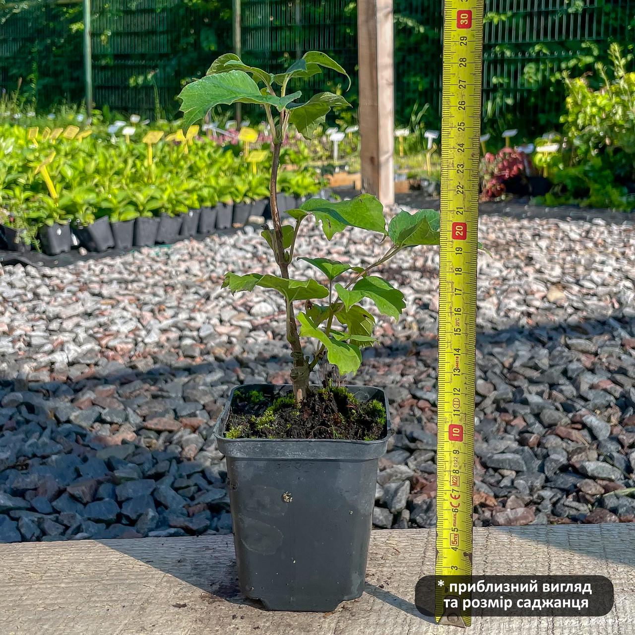 Саженец калины красной Садовая 1 Vibumum opulus ранняя красная (644463473) - фото 2 Саженец калины красной Садовая 1 Vibumum opulus ранняя красная (644463473) - фото 2