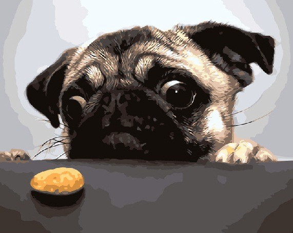 Картина по номерам Brushme Милашка Мопс (GX8765)