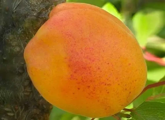 Саджанець абрикоса Джамбо Кот (2831784912)