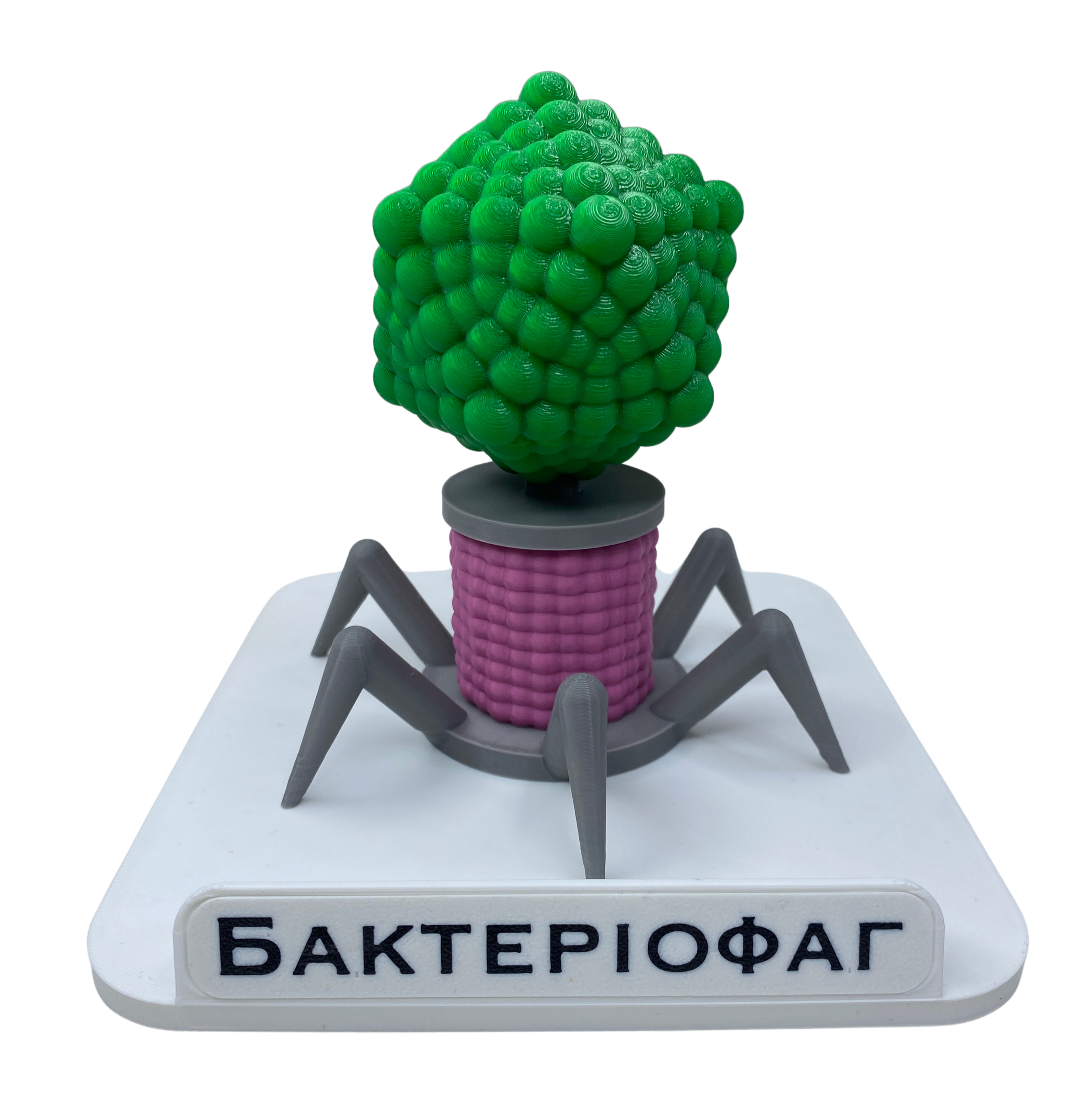 Модель учебная демонстрационная Бактериофаг