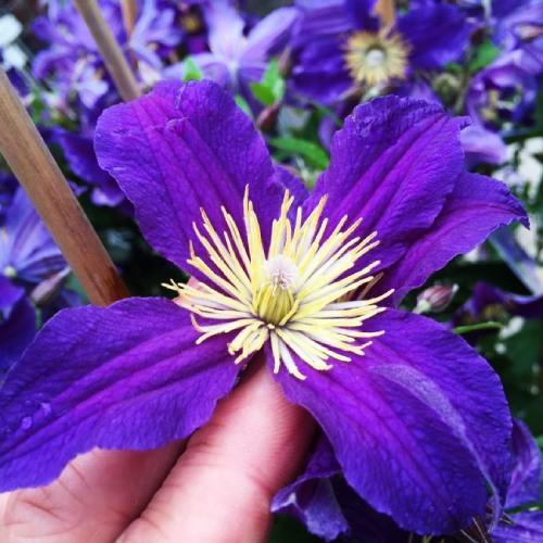 Клематіс Hudson River Florium - фото 2