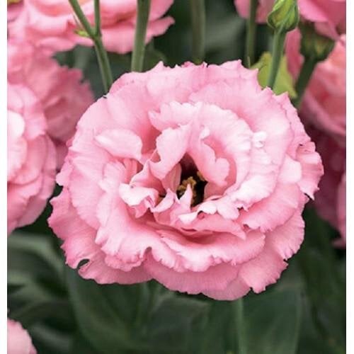 Семена цветов Эустома Лизиантус Corelli 3 Rose Takii 250 шт. (BN08823-2)