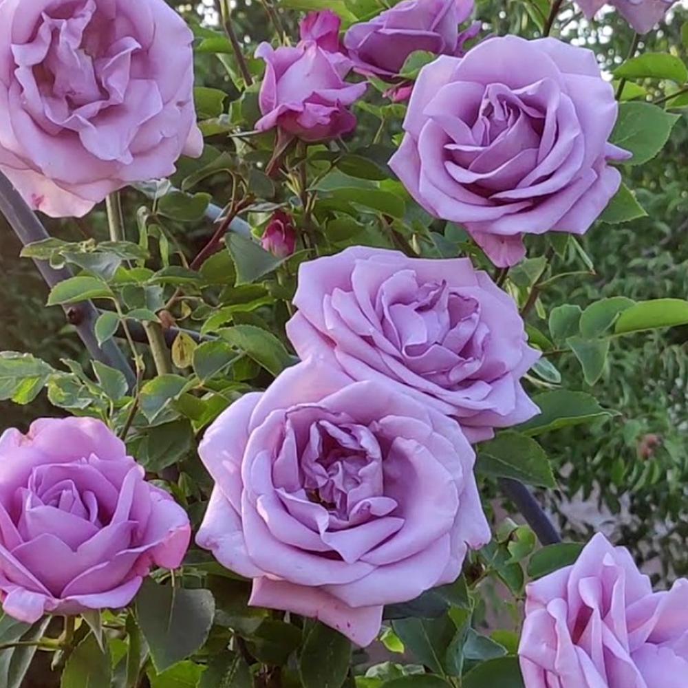 Саженец плетистых роз Индиголетта (14966093)