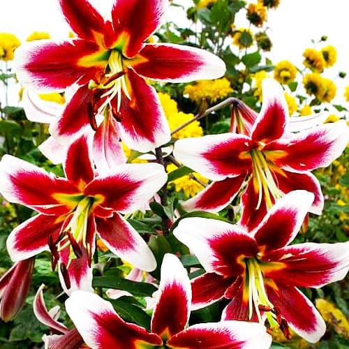 Лилия Leslie Woodriff Florium (3851) - фото 3 Лилия Leslie Woodriff Florium (3851) - фото 3