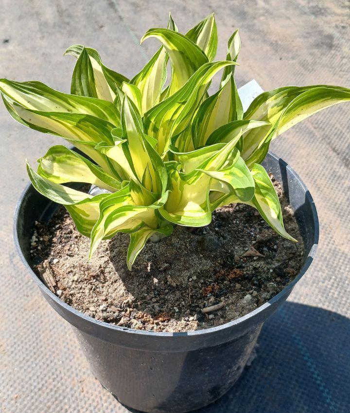 Хоста Kiwi Spearmint (26138516)