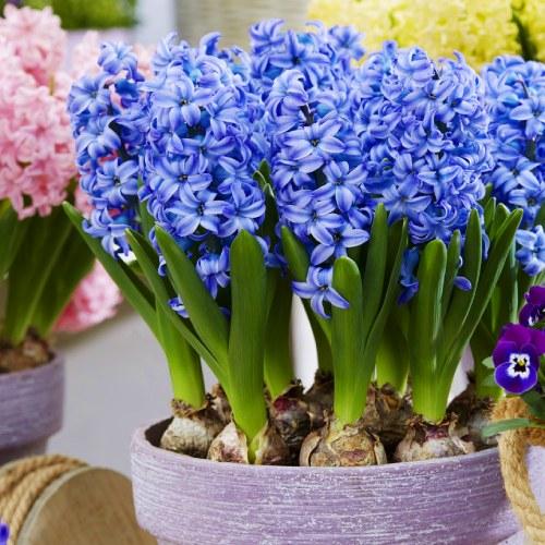 Гиацинт Florium Aqua (12829) - фото 2 Гиацинт Florium Aqua (12829) - фото 2