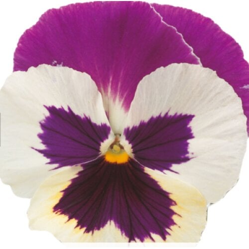 Семена цветов Виола Premier Purple Rose & White Sakata 50 шт. (BN10952-3)