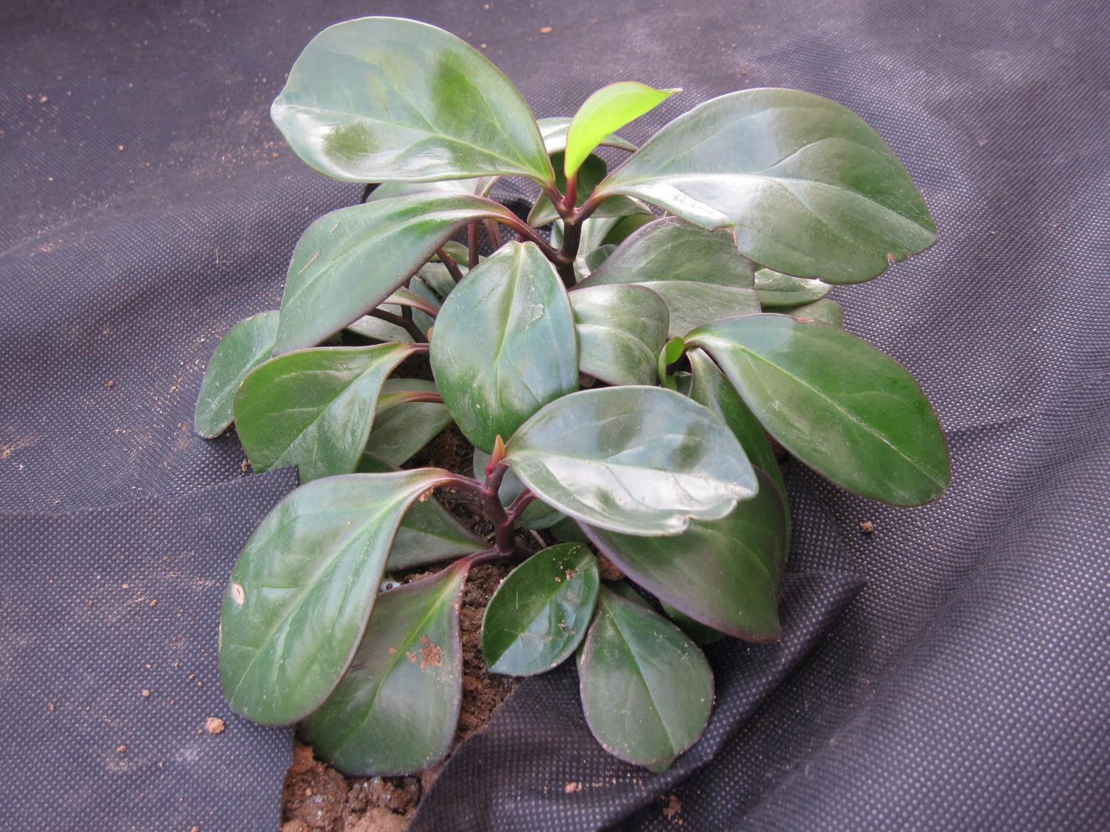 Агротканина проти бур'янів та для мульчування GardenLine AGO2180 50 г/кв. м 1х30 м Чорний (24702750) - фото 8 Агротканина проти бур'янів та для мульчування GardenLine AGO2180 50 г/кв. м 1х30 м Чорний (24702750) - фото 8