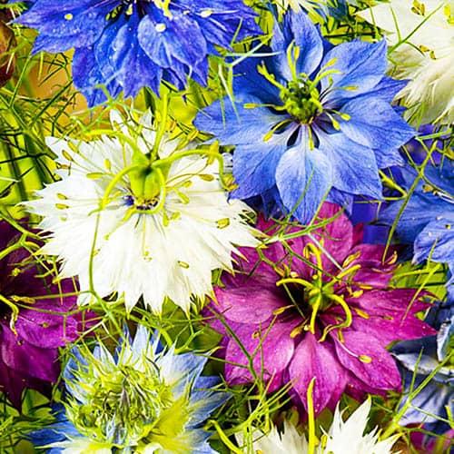 Насіння Нігелла Персидські Коштовності Florium