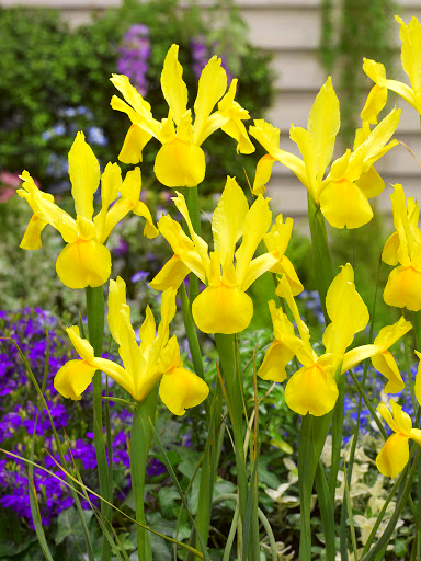 Ирис Голландский Golden Beauty 15 шт. (38280652)