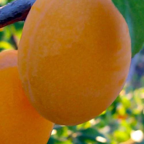 Сажанец Слива Любимая Млиева летний сорт ранний срок созревания (39992)