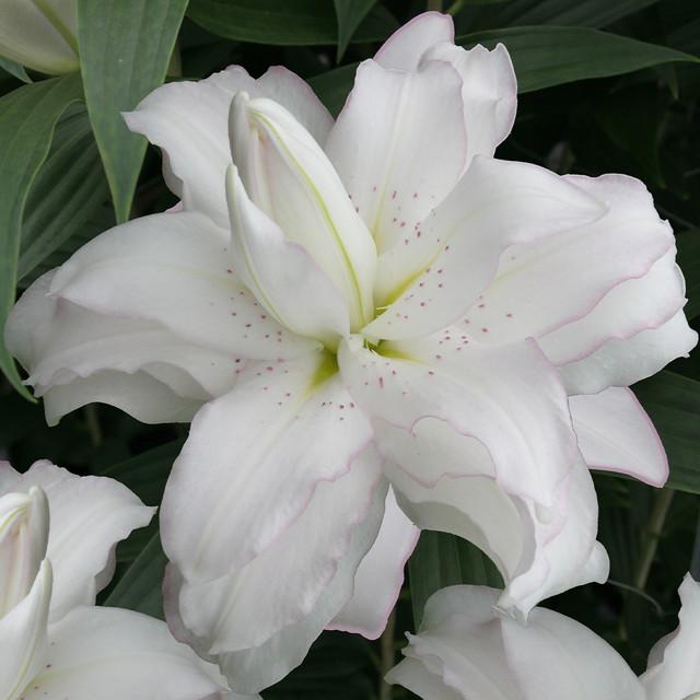Луковицы цветов Лилия махровая Лотус Бьюти Lotus Beauty 3 шт. (38287810)