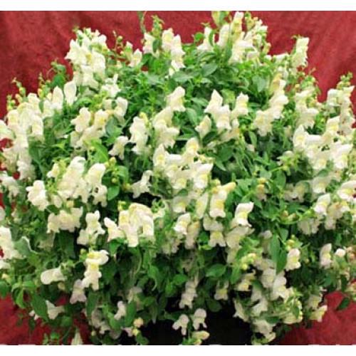 Семена цветов Sakata Львиный зев Candy Showers White 250 шт. (BN06373-2)