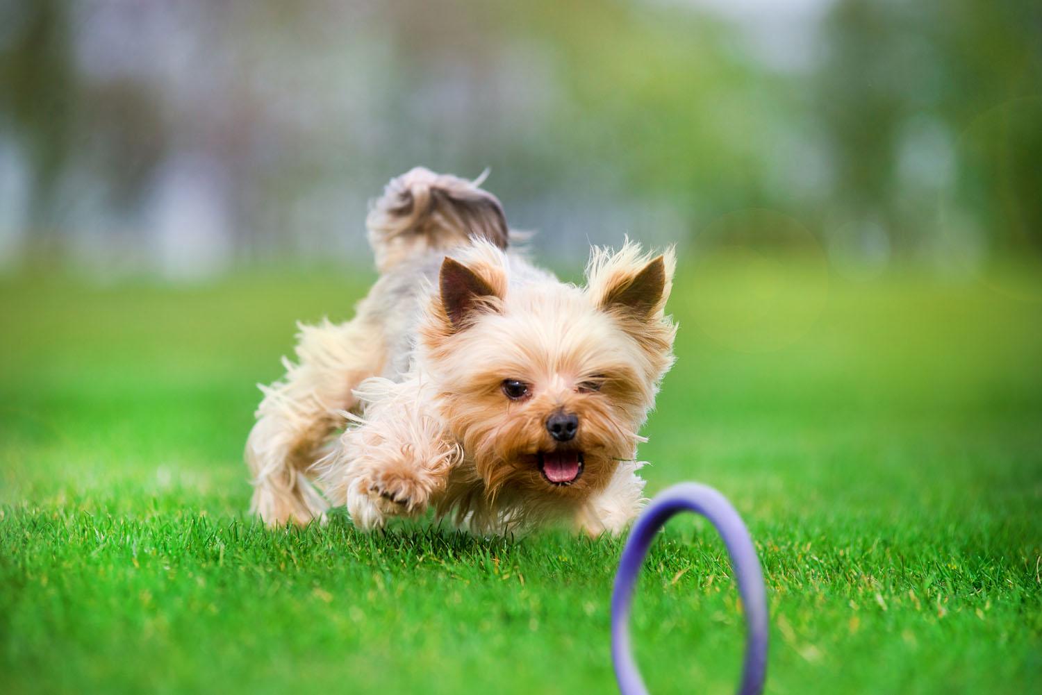 Тренувальний снаряд для собак Puller Micro 12,5 см (6489) - фото 8 Тренувальний снаряд для собак Puller Micro 12,5 см (6489) - фото 8